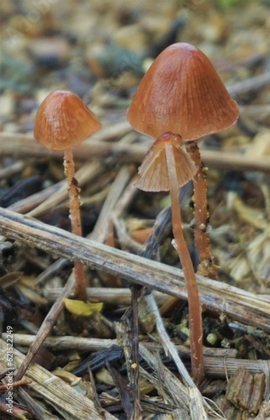 Obraz 長雨で突如現れた小さいキノコたち