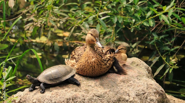 Obraz turtle in the grass