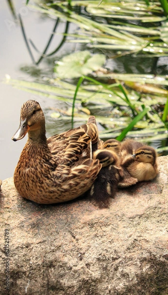 Obraz duck and ducklings