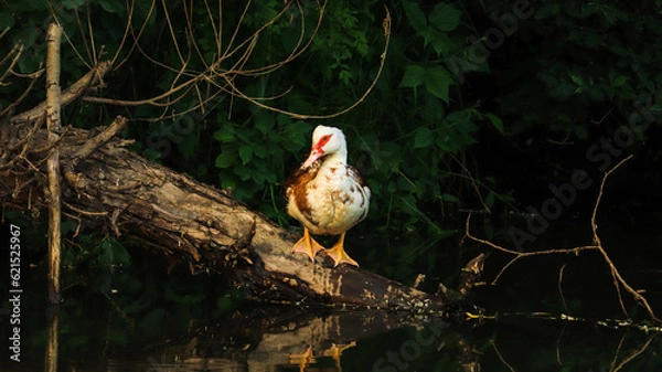 Obraz Duck on a log