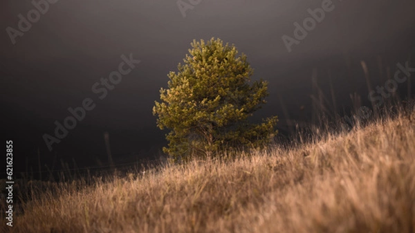 Fototapeta single lonely tree in the dark at night