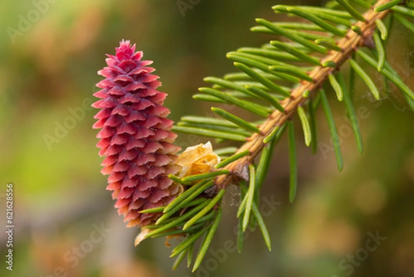 Fototapeta A blooming red fir cone on the branches of a blue spruce against the background of a blue sky in spring