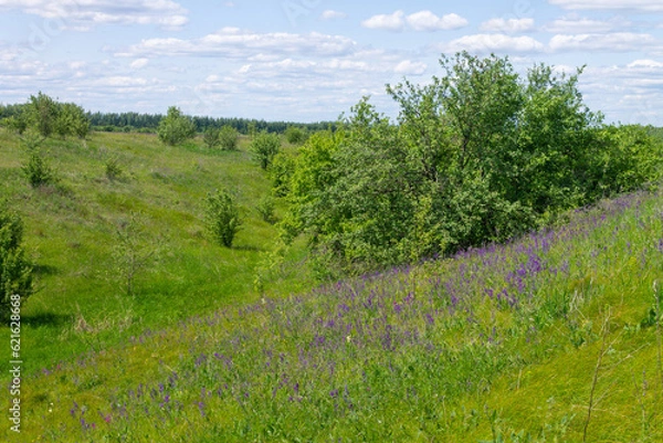 Fototapeta purple flowers in a field on a tree background.a field full of purple flowers, with the sun breaking through the trees