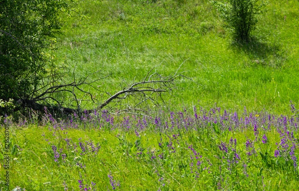 Fototapeta purple flowers in a field on a tree background.a field full of purple flowers, with the sun breaking through the trees