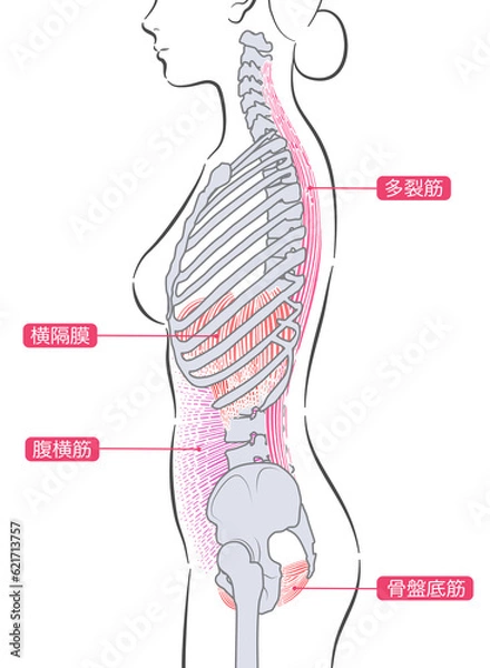 Fototapeta 女性のインナーマッスル　側面