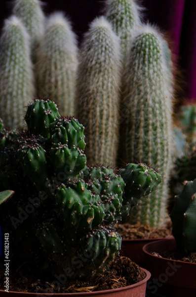 Obraz maceta de cactus con púas