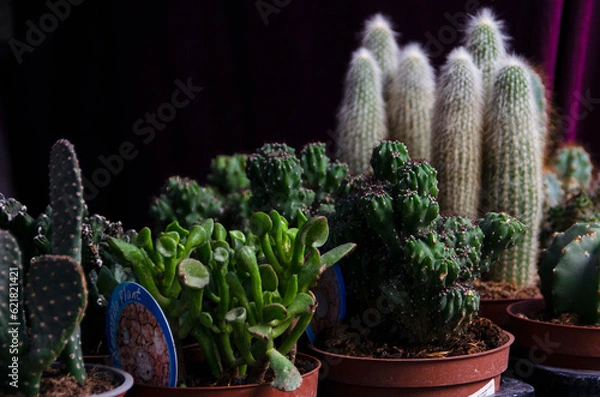 Obraz maceta de cactus con púas