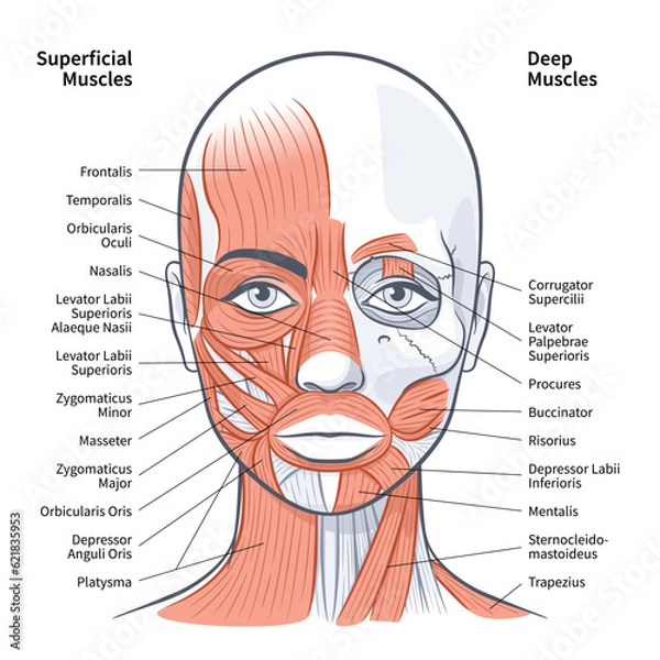 Obraz Woman face superficial deep muscles scheme vector illustration