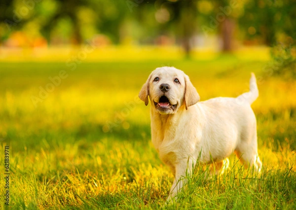 Fototapeta A golden-colored Labrador puppy walking in the park in the summer on the grass with a smile on his face, looking fervently at the owner. Summer walks for dogs concept