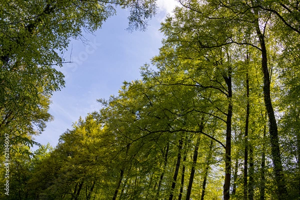 Fototapeta Bright green leaves in a forest