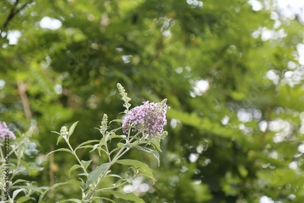 Obraz flower, nature, plant, garden, summer, flora, bloom, flowers, beauty, purple, grass