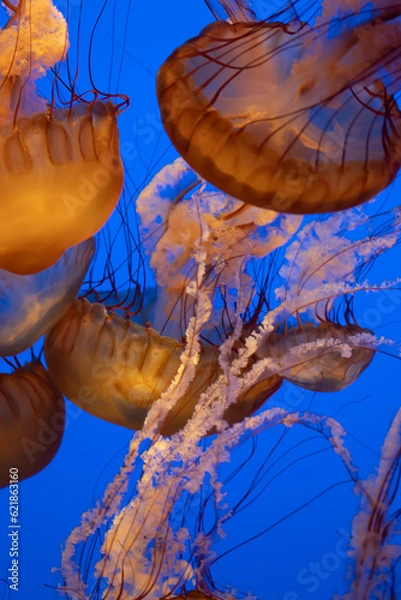 Obraz Jellyfish beauty