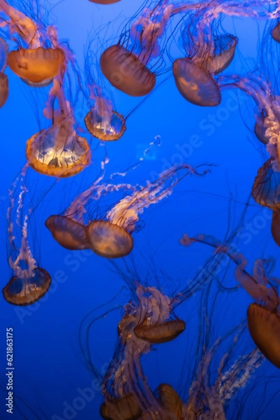 Obraz Jellyfish on blue