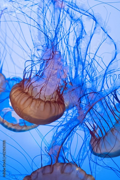 Obraz Jellyfish on blue