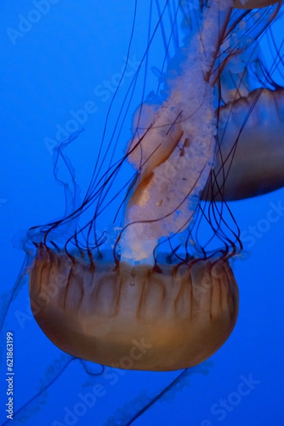 Obraz Jellyfish on blue