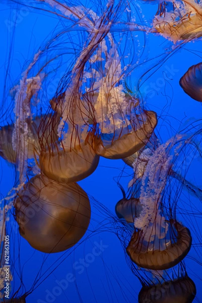 Obraz Jellyfish on blue