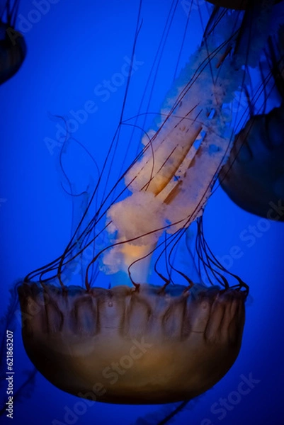 Obraz Jellyfish on blue