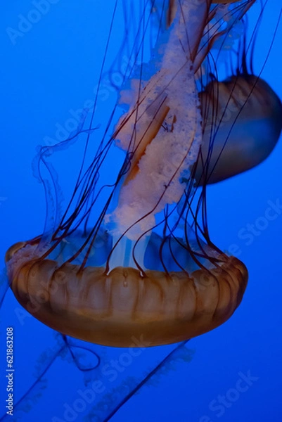 Obraz jellyfish beauty