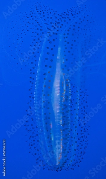 Obraz Jellyfish on blue