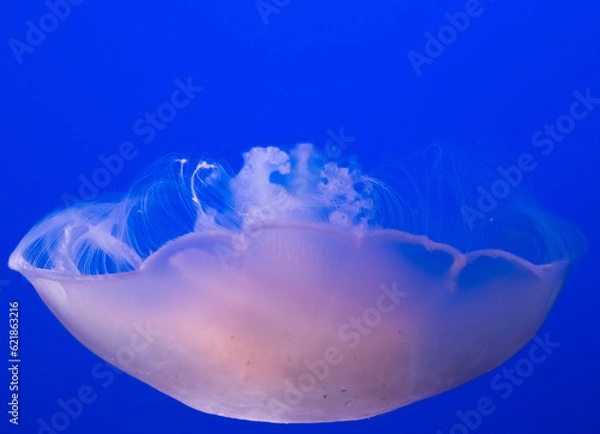 Obraz jellyfish beauty