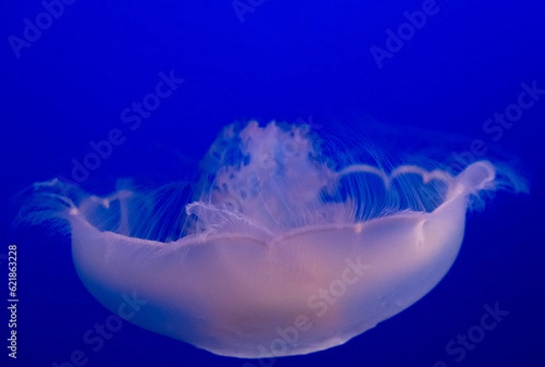 Obraz Jellyfish beauty