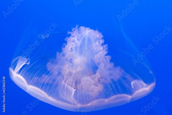 Obraz Jellyfish beauty