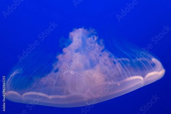 Obraz Jellyfish beauty