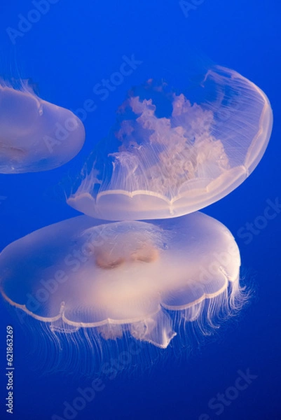 Obraz Jelly fishes