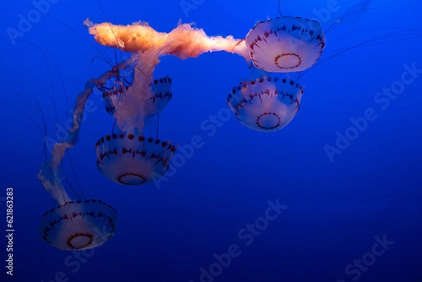Obraz jellyfish on blue