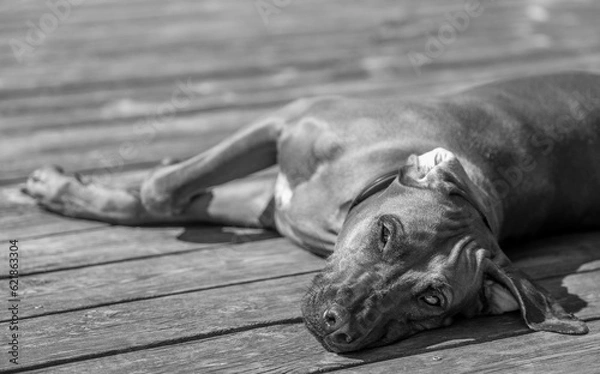 Fototapeta Rhodesian ridgeback summer vibes