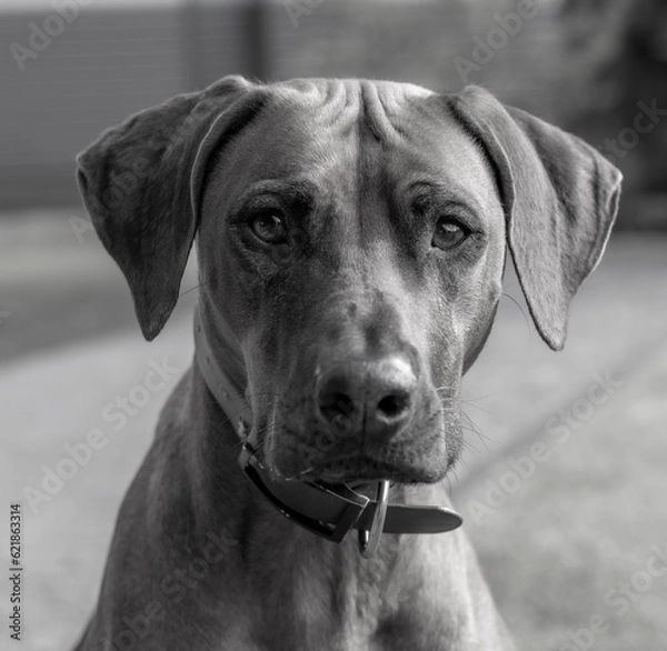 Fototapeta Rhodesian ridgeback summer vibes