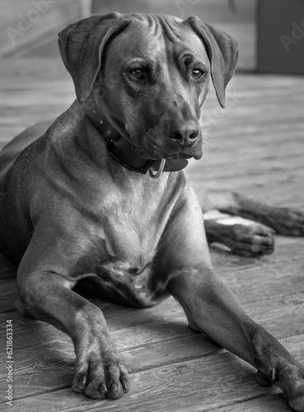 Fototapeta Rhodesian ridgeback summer vibes