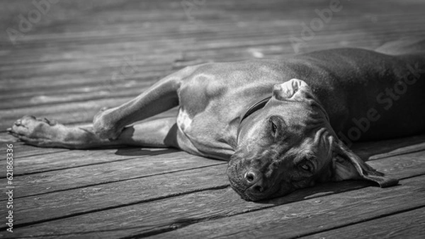 Obraz Rhodesian ridgeback summer vibes