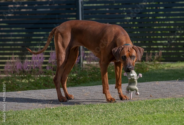 Obraz Rhodesian ridgeback killing the mouse