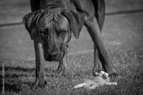 Fototapeta Rhodesian ridgeback summer vibes