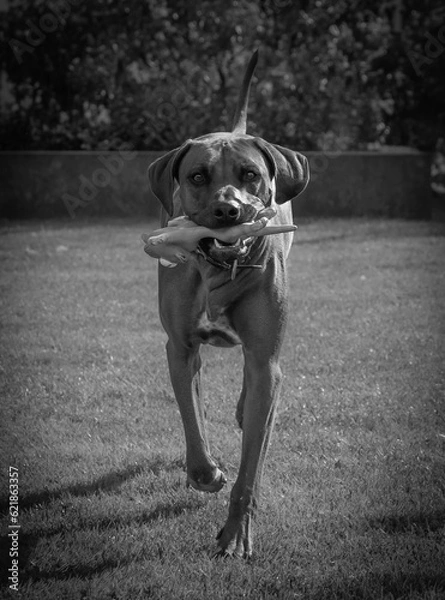 Fototapeta Rhodesian ridgeback summer vibes