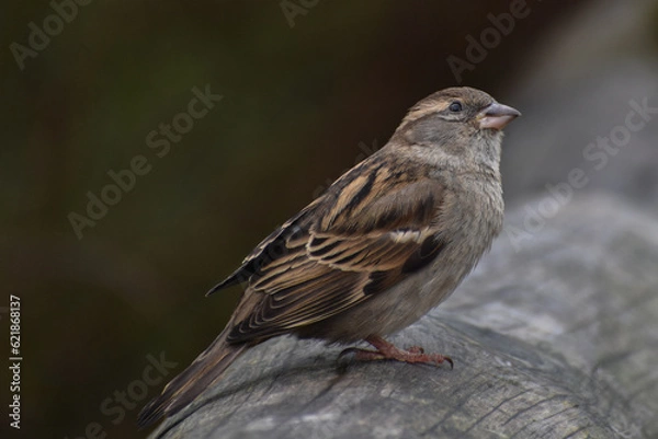 Fototapeta close up sparrow sat on branch detailed face British wildlife bird avian
