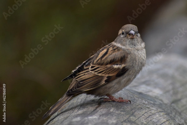 Fototapeta close up sparrow sat on branch detailed face British wildlife bird avian