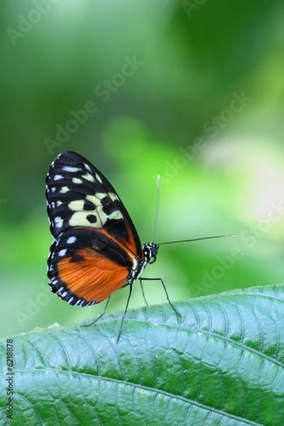 Obraz Tiger Longwing - Heliconius Hecale