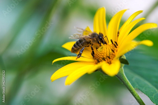 Fototapeta Closeup of honey bee (Apis mellifera) on Marigold flower (Calendula officinalis) in Ukraine