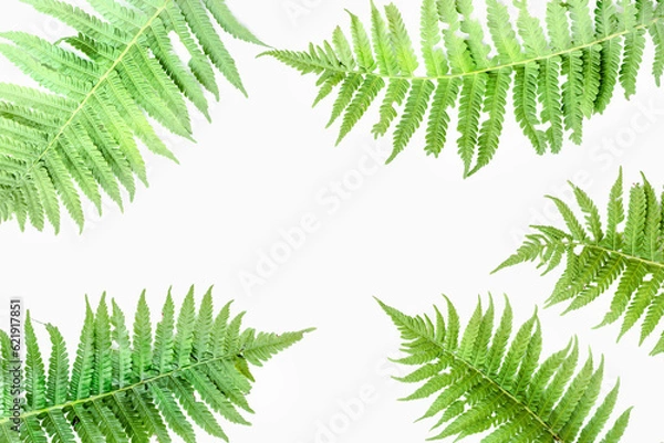 Fototapeta Liście z góry zielonych paproci na białym tle ze ścieżką przycinającą, Minimalistyczna koncepcja lata z liśćmi paproci.