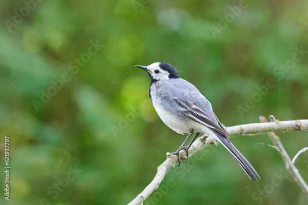 Obraz Motacilla alba. Small bird. White wagtail with a green background