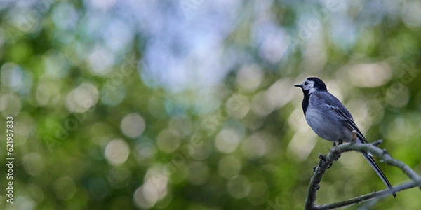 Fototapeta Motacilla alba. Small bird. White wagtail with a green background. Bokeh