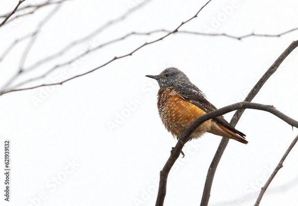 Fototapeta Closeup of a Rock thrush on a tree, Bahrain