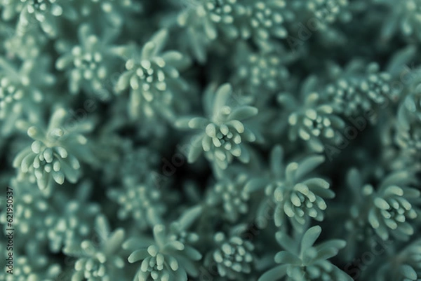 Fototapeta Succulent-like leaves of a saxifrage plant, cold tone, macro. Close-up with focus on the tips.