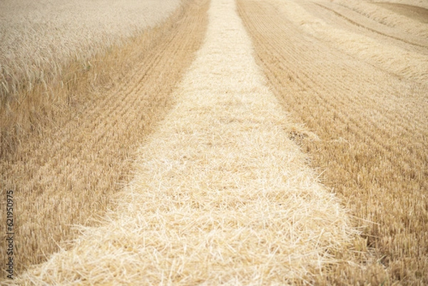 Fototapeta A cereal field during the harvest period, strips of lying straw, cut and unharvested ears.