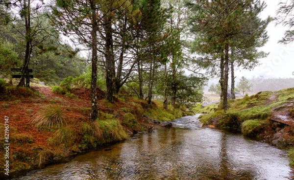 Obraz Watering the trees