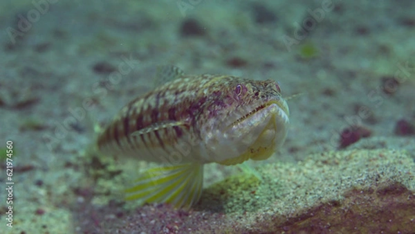Fototapeta Portrait of Slender Lizardfish or Gracile lizardfish (Saurida gracilis) on sandy bottom on sunny day in sun glare, Red sea, Egypt