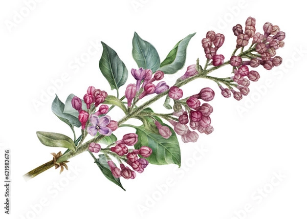 Fototapeta Branch of pink lilac. Watercolor botanical illustration. Hand drawn clipart isolated on a white background. Inflorescence of a shrub. Spring flowers with a pleasant fragrance. For stickers, prints