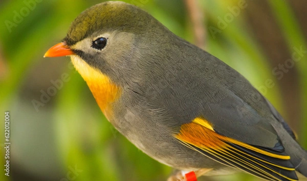 Obraz Red Billed Leiothrix